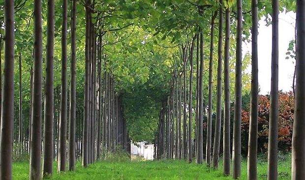 گیلان، با تولید سالانه ۵۰۰ هزار مترمکعب چوب رتبه نخست تولید چوب را در کشور را دارد