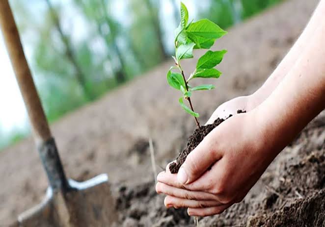 کاشت ۱۷ میلیون اصله نهال در گیلان