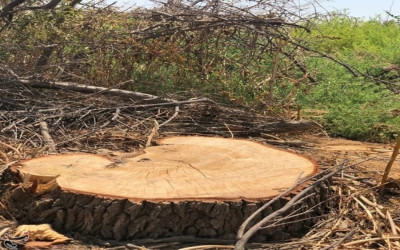 مدیرکل منابع طبیعی گیلان: کمبود نیرو، اما اراده قوی برای حفظ جنگل‌های گیلان