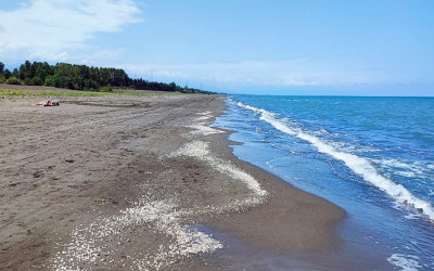 شناسایی 524 هکتار از اراضی ساحلی گیلان برای جنگل کاری